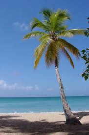 Palm Tree Clue